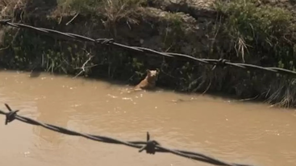 Illustration : "Une promenade le long du canal se transforme en mission urgente pour sauver une chienne"