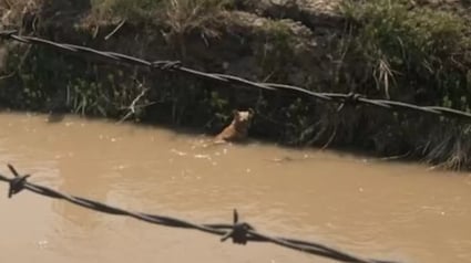 Illustration : Une promenade le long du canal se transforme en mission urgente pour sauver une chienne