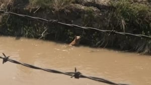 Illustration : Une promenade le long du canal se transforme en mission urgente pour sauver une chienne