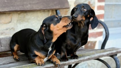 Illustration : Les vétérinaires s’emploient à sauver 2 chiens ayant avalé des friandises pleines de clous données par un voisin