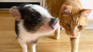 Illustration : "Ce cochon et ce chat sont devenus inséparables et sont liés d'une amitié qui fait fondre les cœurs (vidéo)"