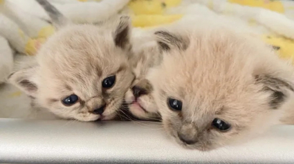 Illustration : Des chatons abandonnés trouvent l'amour en partie grâce à une tortue sortie d'hibernation