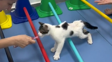 Illustration : Ce chaton abandonné et paralysé apprend à marcher avec le soutien de ses sauveurs (vidéo)