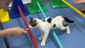 Illustration : Ce chaton abandonné et paralysé apprend à marcher avec le soutien de ses sauveurs (vidéo)