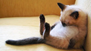 Illustration : 11 photos craquantes de chatons endormis et qu'on n'oserait réveiller sous aucun prétexte