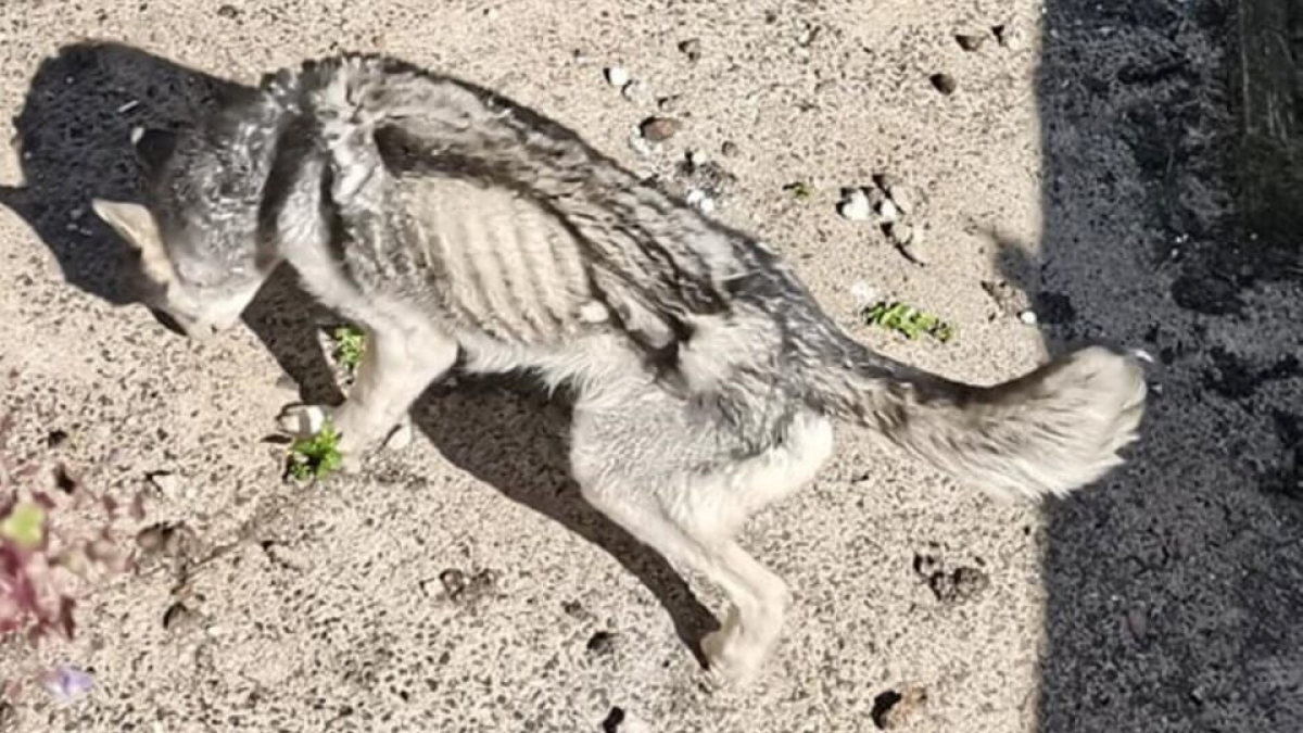 Illustration : "Des nouvelles de Phœnixe, chienne cadavérique qui renaît de ses cendres un an après son sauvetage"