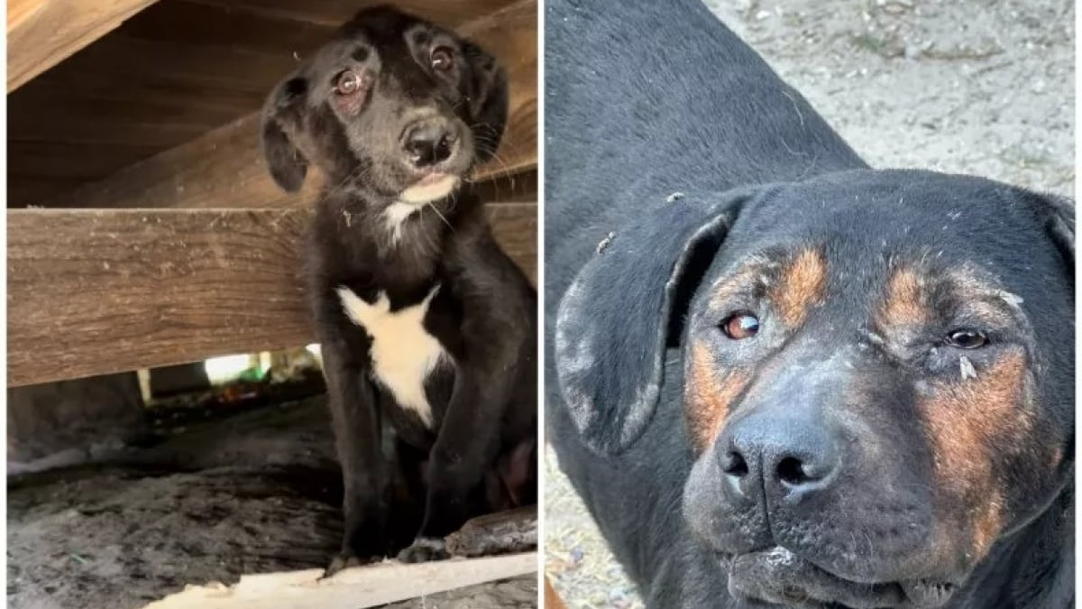 Illustration : "Une chienne retrouvée cachée avec son unique chiot survivant, les 3 autres ayant été empoisonnés "