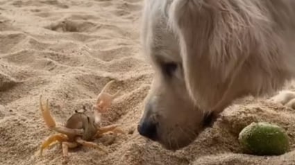 Illustration : Duel insolite sur la plage entre un Golden Retriever curieux et un crabe prêt à en découdre (vidéo)