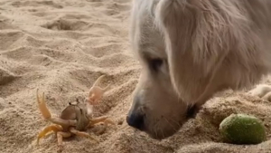 Illustration : Duel insolite sur la plage entre un Golden Retriever curieux et un crabe prêt à en découdre (vidéo)