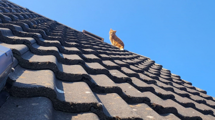 Illustration : La propriétaire désespérée d'un chat coincé sur le toit s'en remet à des professionnels de l'entretien immobilier