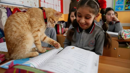 Illustration : Un chat errant s’invite dans une classe de CE2 et décide de ne plus jamais la quitter