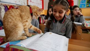 Illustration : "Un chat errant s’invite dans une classe de CE2 et décide de ne plus jamais la quitter"