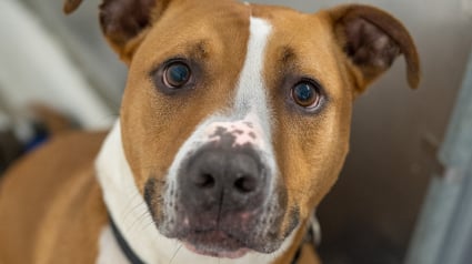 Illustration : Un chien reçoit le plus beau des cadeaux d’anniversaire après avoir passé plus de 2000 jours au refuge