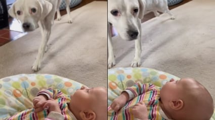 Illustration : L'adorable moment où une chienne aveugle rencontre enfin le bébé qu'elle entend depuis des mois (vidéo)