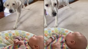 Illustration : L'adorable moment où une chienne aveugle rencontre enfin le bébé qu'elle entend depuis des mois (vidéo)