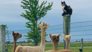 Illustration : 20 photos de chats intrépides qui ont l'art de se retrouver là où on les attend le moins