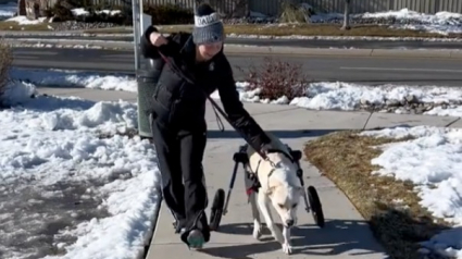 Illustration : Les larmes de joie d’une femme quand son chien handicapé marche pour la première fois en fauteuil roulant (vidéo)