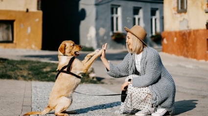 Illustration : Cet été, protégez votre fidèle compagnon avec Pety, la mutuelle amie des chats et des chiens