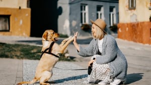 Illustration : "Cet été, protégez votre fidèle compagnon avec Pety, la mutuelle amie des chats et des chiens"