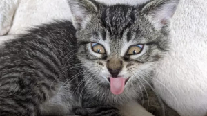 Illustration : 14 photos d'exploits chaotiques réalisés par les chats pour susciter rires et frissons