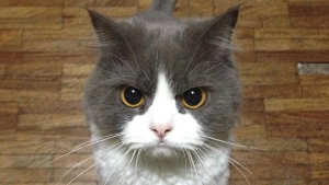 Illustration : 20 photos de chats dont on a du mal à prendre la colère au sérieux tant ils sont adorables