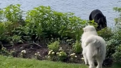 Illustration : Un chien intrépide fait une rencontre improbable avec un ours égaré en ville (vidéo)