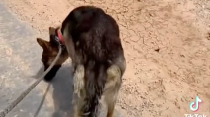 Illustration : Une femme et la chienne qu’elle a sauvée retournent dans la nature pour chercher les chiots de cette dernière (vidéo)