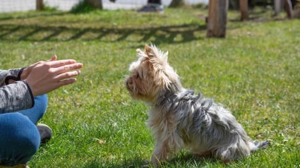 Illustration : Apprenez à mieux comprendre votre chien et à renforcer votre lien avec la websérie éducative signée PetSafe