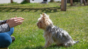 Illustration : "Apprenez à mieux comprendre votre chien et à renforcer votre lien avec la websérie éducative signée PetSafe"