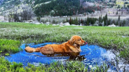 Illustration : 15 photos de chiens aux pattes boueuses et au sourire radieux