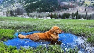 Illustration : 15 photos de chiens aux pattes boueuses et au sourire radieux