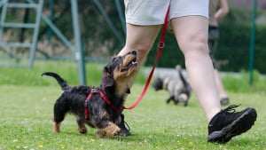 Illustration : "Ateliers, jeux, défis et bonne humeur : aux Doggy Games, apprenez l'éducation positive en vous amusant avec votre chien"