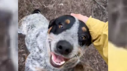 Illustration : Ils découvrent un chien seul et tentent de retrouver sa famille avant de prendre une grande décision (vidéo)