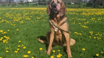 Illustration : 20 photos sublimes de Chiens de Saint Hubert, canidés au flair et à la douceur exceptionnels