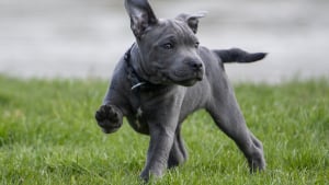 Illustration : Comment assurer une qualité de soin élevée pour son chien face aux risques croissants liés à la leishmaniose ?