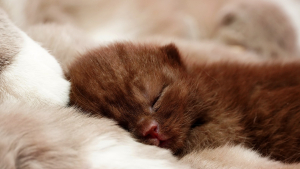 Illustration : "Lait maternisé enrichi en colostrum : de « l'or liquide » dans le biberon des chiots et des chatons !"