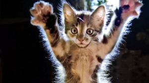 Illustration : 16 photos de chats en quête d'attention et prêts à tout pour en recevoir