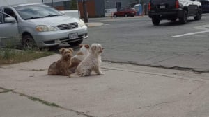 Illustration : "Un trio de chiens abandonnés se blottissent les uns contre les autres dans l'attente d'être sauvés (vidéo)"