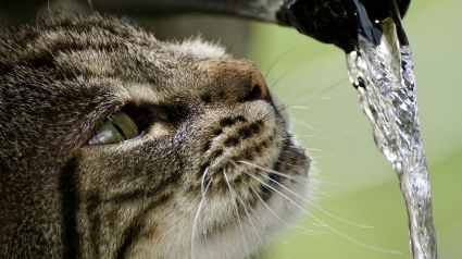 Illustration : Cet été, gardez votre chat hydraté grâce aux fontaines à eau innovantes et stylées proposées par Catit