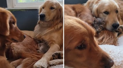 Illustration : Une tendre querelle éclate entre 2 Golden Retrievers se disputant un chaton (vidéo)