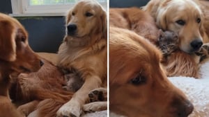 Illustration : Une tendre querelle éclate entre 2 Golden Retrievers se disputant un chaton (vidéo)