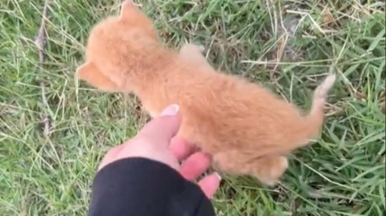 Illustration : De retour de vacances, une famille tombe sous le charme d'un chaton mal en point sur le bord de la route (vidéo)