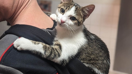 Illustration : Heureux d'avoir été sorti de la rue, un chat exprime chaque jour sa gratitude envers ses anges gardiens (vidéo)