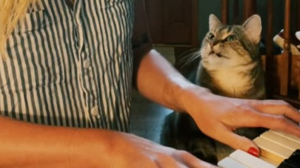 Illustration : La vidéo de ce chat qui regarde amoureusement sa maîtresse pendant qu’elle joue du piano est adorable 