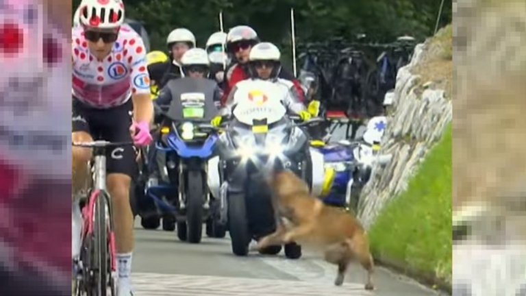 tour de france chien