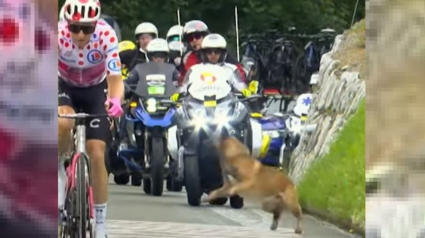 Illustration : L'intrusion d'un chien au milieu du peloton lors de la 2e étape du Tour de France 2023 a semé un début de panique (vidéo)