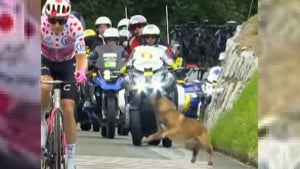 Illustration : L'intrusion d'un chien au milieu du peloton lors de la 2e étape du Tour de France 2023 a semé un début de panique (vidéo)