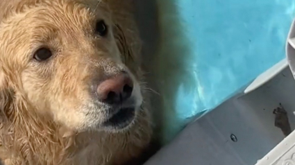 Illustration : Un Golden Retriever refuse de sortir de sa piscine et séduit des millions d'internautes (vidéo)