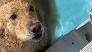 Illustration : "Un Golden Retriever refuse de sortir de sa piscine et séduit des millions d'internautes (vidéo)"