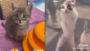 Illustration : Les tentatives d'un groupe de chatons de libérer leur ami en quarantaine offrent une scène adorable (vidéo)